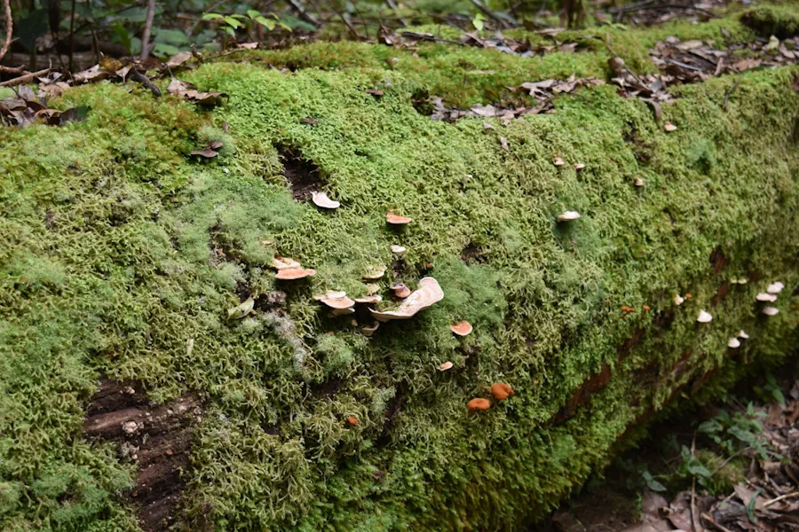 Biologisk mångfald