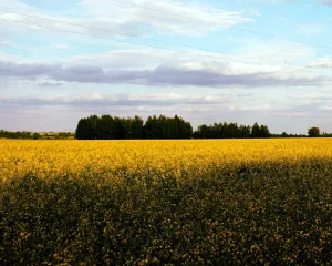 svensk forskning om hållbar utveckling