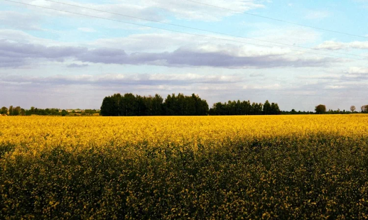 svensk forskning om hållbar utveckling
