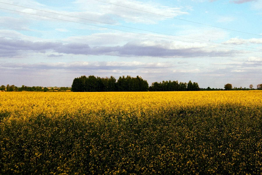 svensk forskning om hållbar utveckling