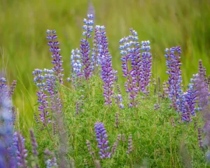 invasiva växter som lupin