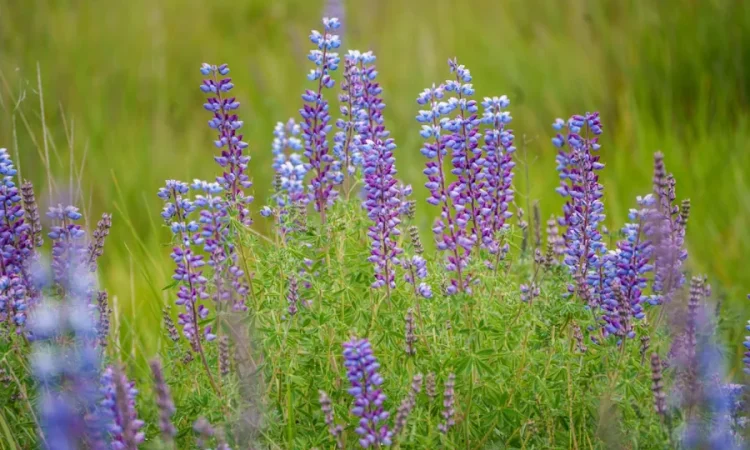 invasiva växter som lupin