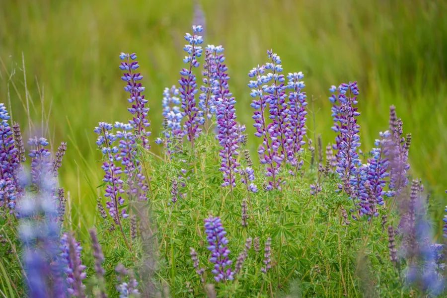 invasiva växter som lupin