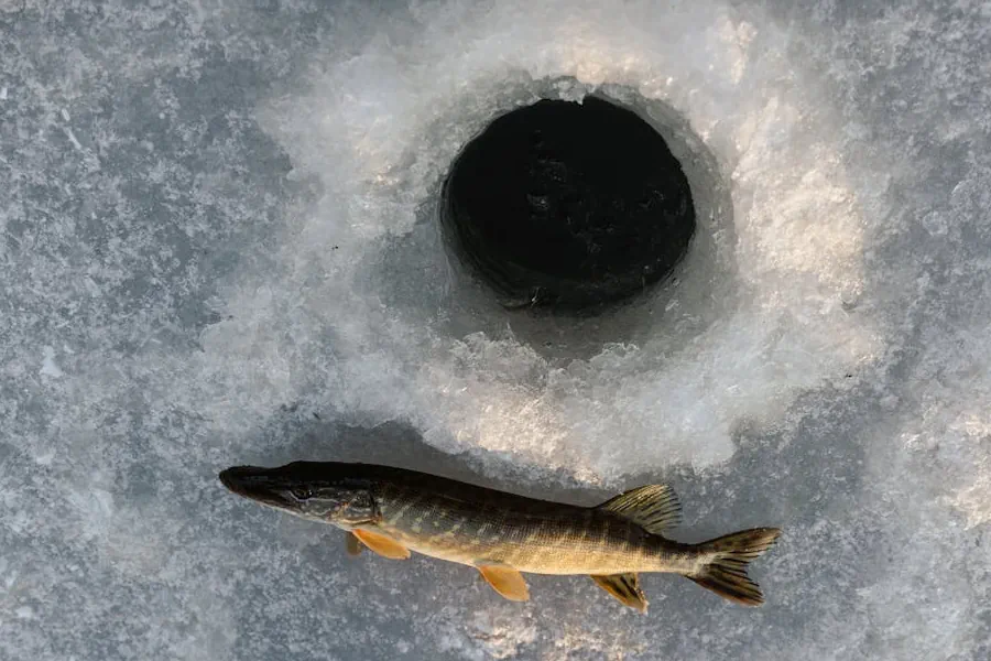 Kvicksilver i svenska sjöar och fiskar