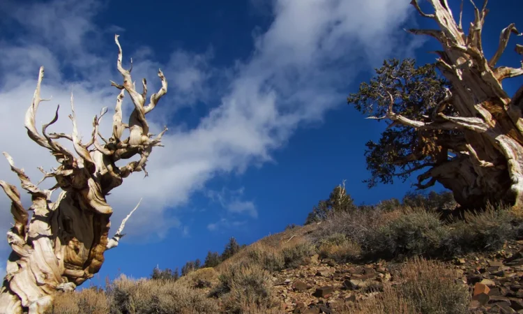 Världens äldsta träd och forskningen bakom dem